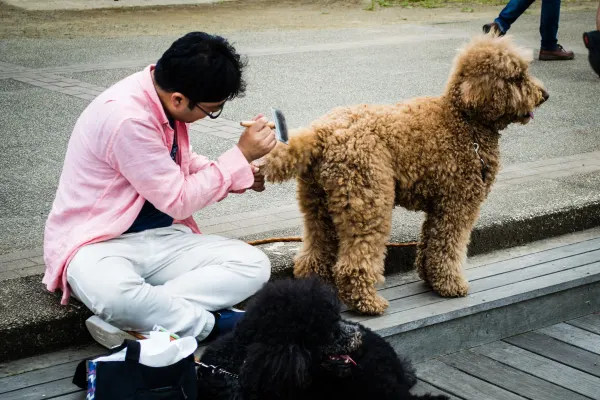 A person photographing a large curly-haired dog