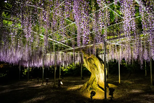 An illuminated wisteria tree beneath a canopy of hanging purple blossoms
