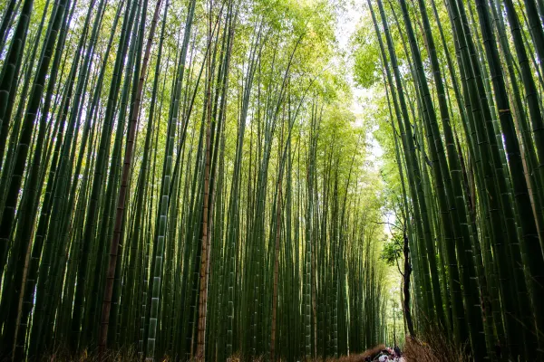 Tall bamboo stems converging above a forest path