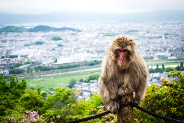A macaque perched above a distant city skyline
