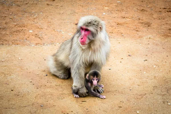 An adult macaque sitting with a baby on sandy ground