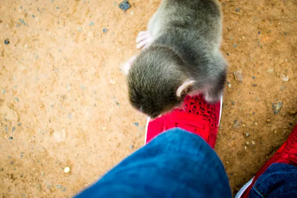 A small monkey climbing onto my bright red shoe