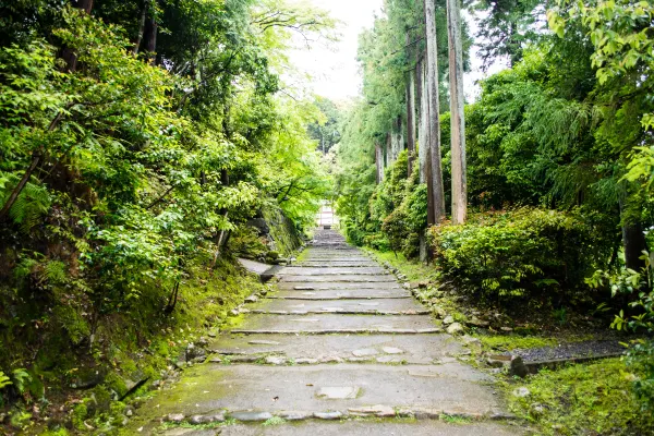 Stone steps climbing between tall trees and dense green foliage