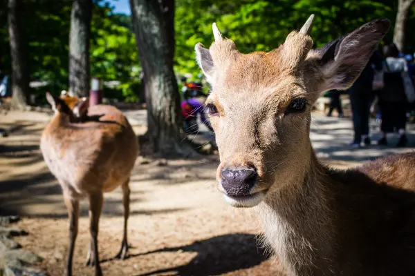 A young deer looking towards the camera on a shaded path