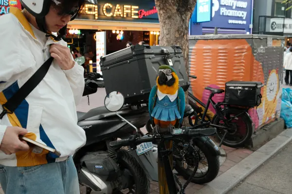 A blue-and-yellow parrot perched beside motorbikes on a busy street