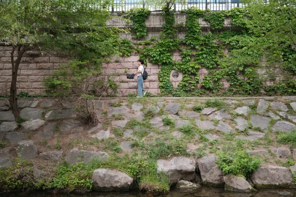 A person standing beside a stream beneath an ivy-covered stone wall