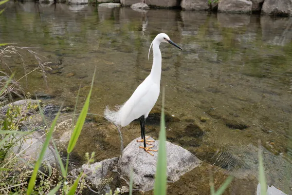 A white egret standing on a rock in shallow water