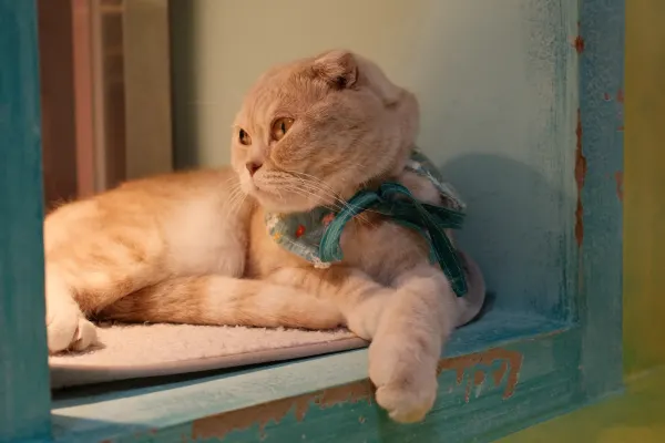 A ginger cat resting in a turquoise window frame in warm light
