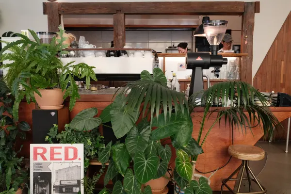 Large leafy plants surrounding the counter of a wooden cafe