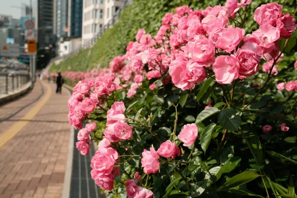 Bright pink roses lining a sunlit city footpath