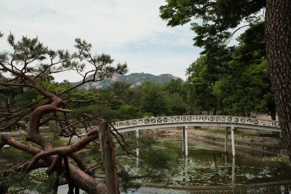 A white footbridge reflected in a pond behind twisting pine branches