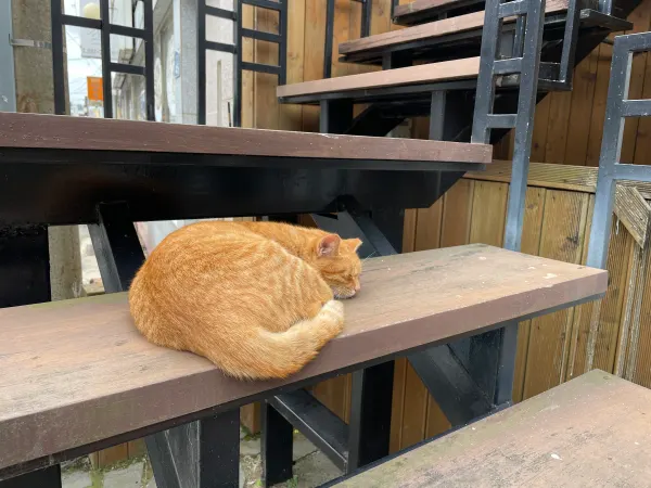 An orange cat curled up on a wooden staircase in Busan