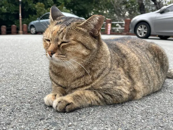 A tabby cat resting beside a street in Busan