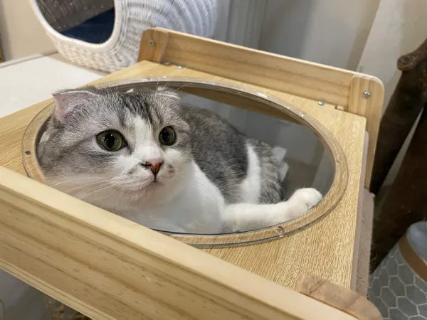 A round-faced cat peeking out of a wooden box