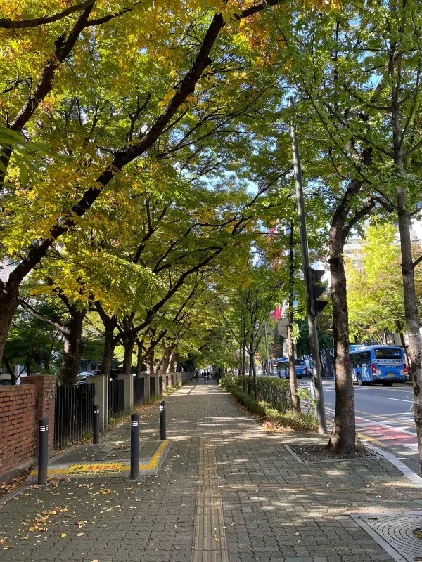 A sunlit Seoul street beneath yellow autumn leaves