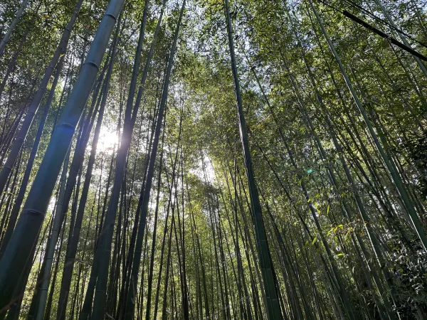 Sunlight filtering through tall bamboo trunks