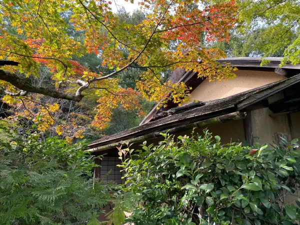 Autumn leaves above a traditional tiled roof