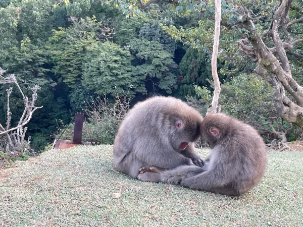 Two monkeys grooming each other on a grassy hillside