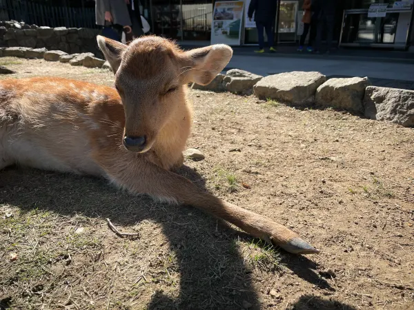 A deer resting in warm sunlight with its front legs stretched out