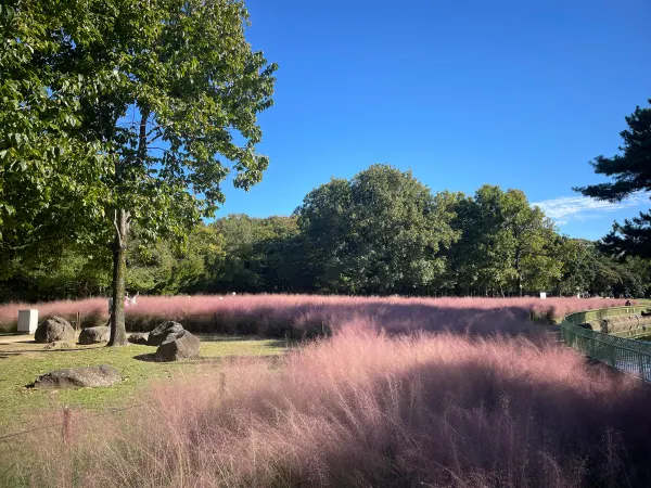 Sunlit pink grasses beside trees and a curving garden path