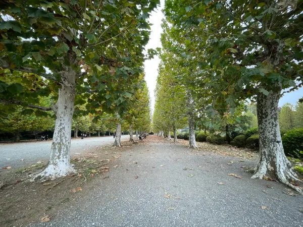 An avenue of trees with pale trunks leading into the distance