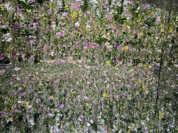 Hanging flowers reflected throughout an immersive garden