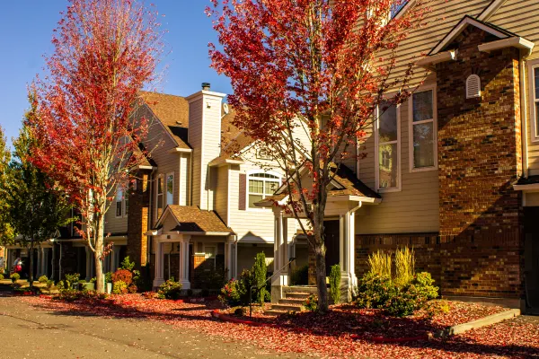 Red-leaved trees outside a row of houses