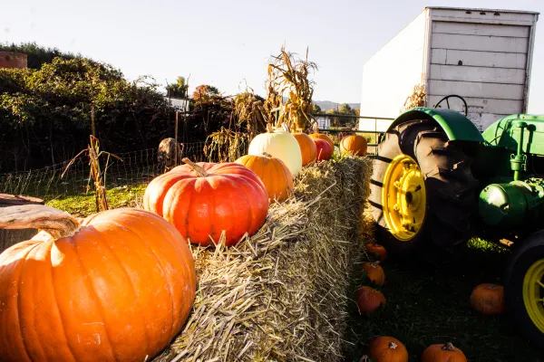Pumpkins and a green tractor at an autumn farm