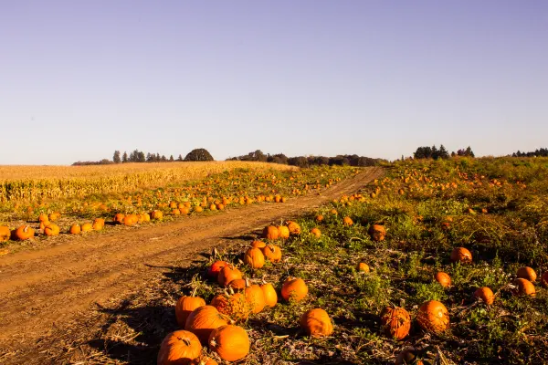Rows of pumpkins beside a farm track