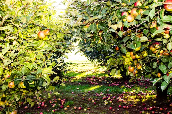 An orchard path framed by apple-laden branches