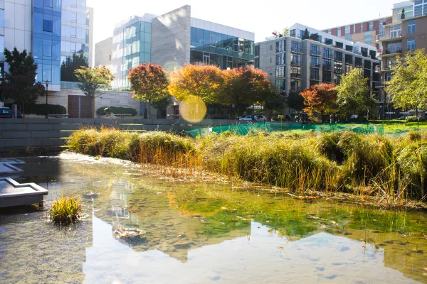 Buildings and autumn trees reflected in an urban wetland