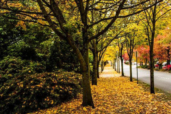 Golden leaves along a tree-lined walkway