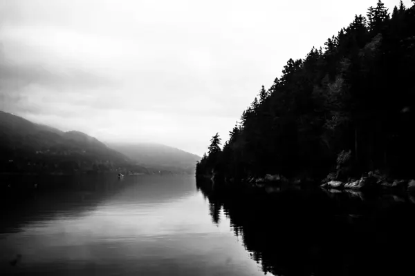 A wooded shoreline reflected in misty water