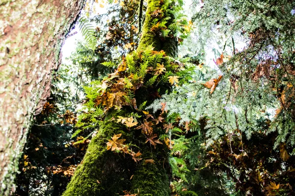 Autumn leaves growing against a mossy tree trunk