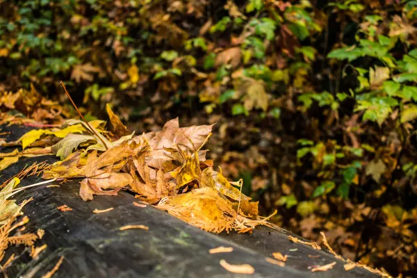 Golden fallen leaves scattered across a dark log