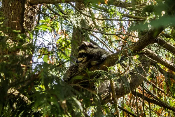 A raccoon resting among branches in a leafy tree