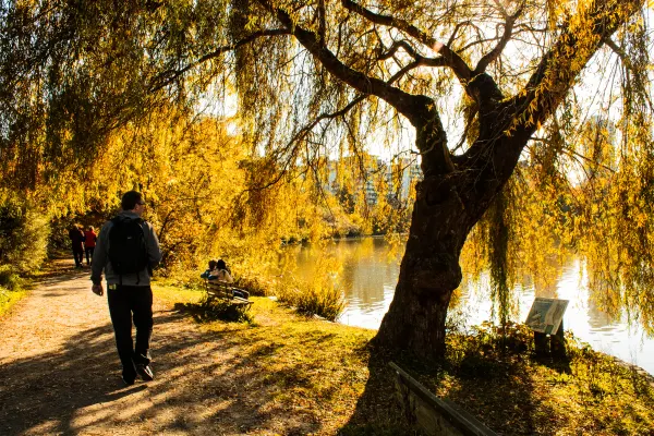 A walker beneath a willow beside the lake