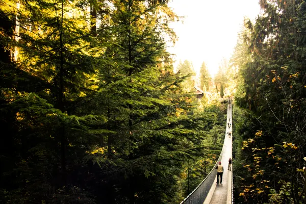 A suspension bridge stretching through sunlit forest