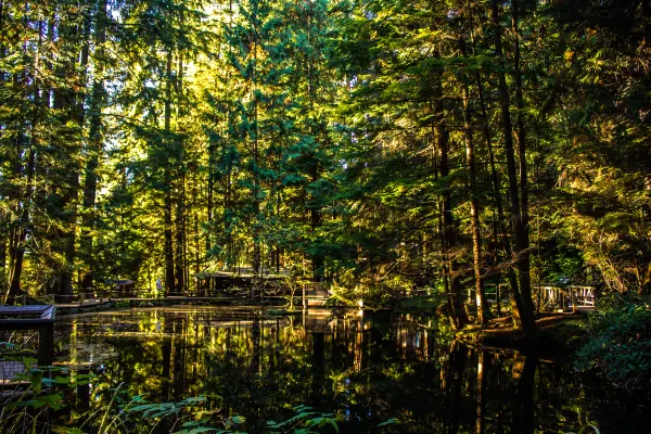 Sunlit forest reflected in still water at Capilano