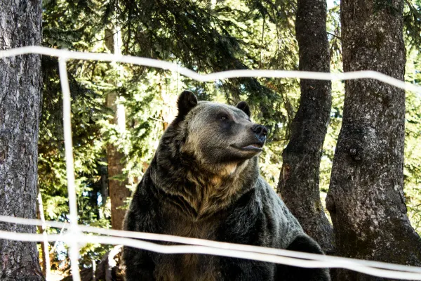 A bear looking to the side among trees behind enclosure wires
