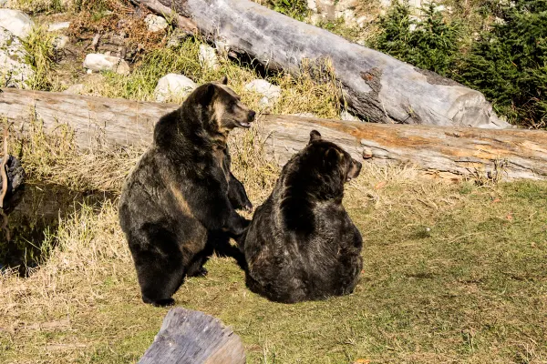 Two bears sitting together on a grassy slope