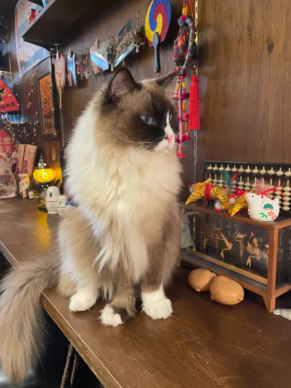 A fluffy cat sitting on a wooden café counter