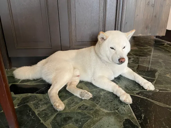 A white dog resting on a marble floor