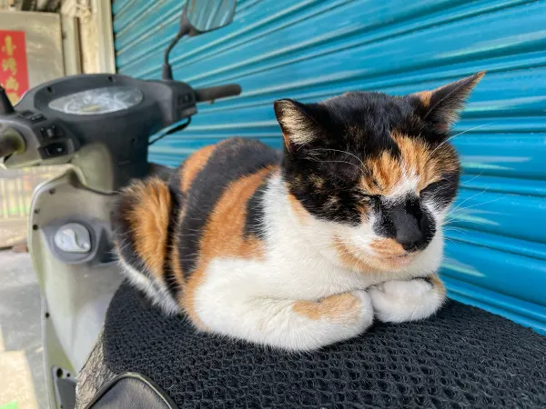A calico cat resting on a scooter beside a turquoise shutter