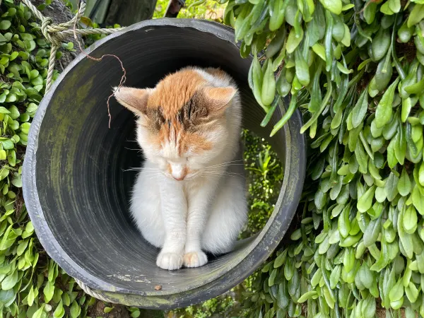 A cat tucked into a round opening surrounded by trailing greenery